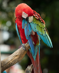 Obraz na płótnie Canvas parrot
