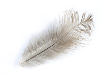 feather