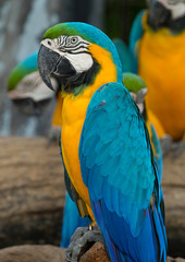 parrot bird