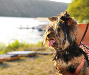 Portrait of a Yorkshire terrier on hands the mistress in nature.