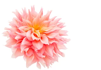 Crédence de cuisine en verre imprimé Dahlia pink dahlia