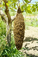 apicoltura