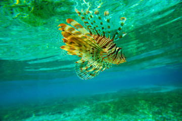 Lion fish