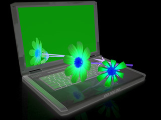 cosmos flower on laptop