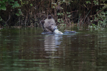 Grizzly cub with salmon