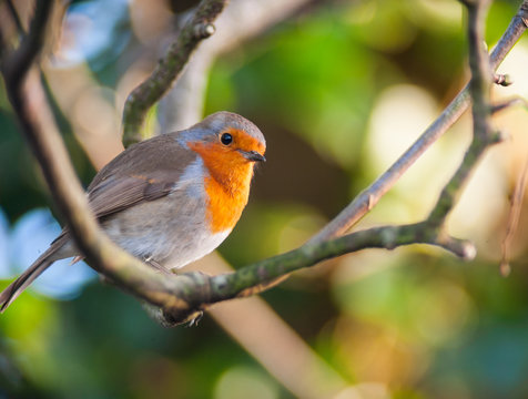 red robin bird on a tree branch