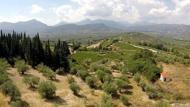 Olive trees and Vineyards in Koutsi Nemea's Greece