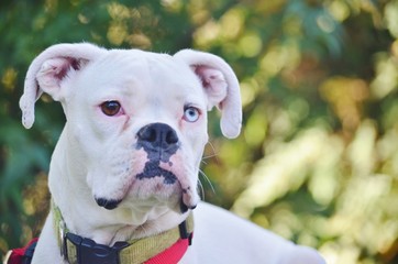 Unique looking white dog with one brown eye and one blue eye.