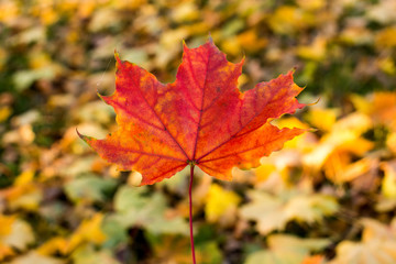 Naklejka na ściany i meble background of beautiful autumn maple leaves