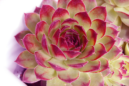 Close-up green / purple plant (houseleeks, cuvarkuca) background