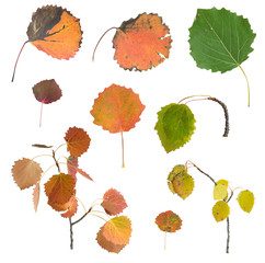 Autumn Aspen leaf, Populus tremula with autumn colors