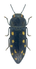 Acmaeodera saxicola saxicola