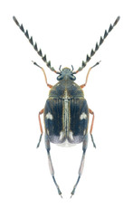 Beetle Bruchidius quinqueguttatus