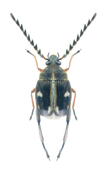 Beetle Bruchidius quinqueguttatus