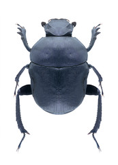 Beetle Gymnopleurus geoffroyi