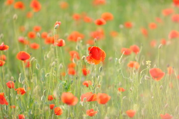Fototapeta na wymiar Background: Field of red poppies