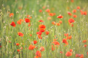 Red poppies with rose against the light, growing in the meadow.