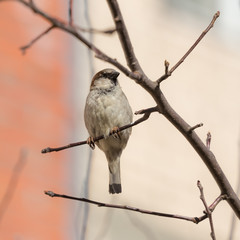 sparrow sitting on a branch