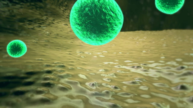 stomach, overgrazing