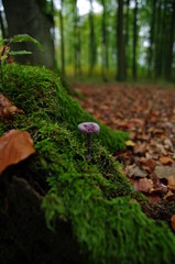 Waldpilz 18