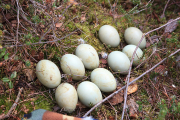 Bucephala clangula, Common Goldeneye