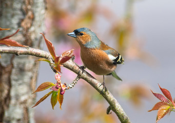 common chaffinch perched on a tree branch