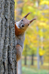 Portrait of a red squirrel in autumn