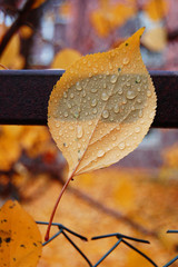 Leaf texture in autumn. Autumn background.