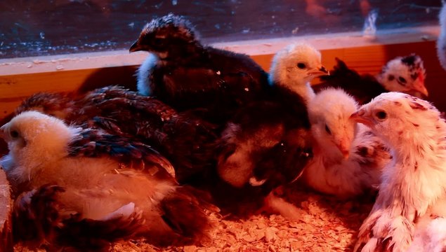 group of chicks in the incubator