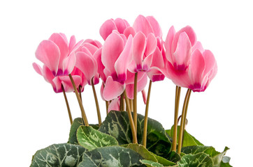 Cyclamen persicum