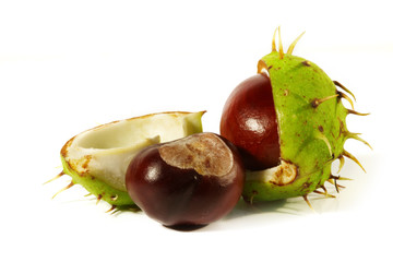 Horse-chestnut on a white background