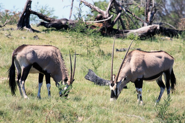 Naklejka na ściany i meble Two grazing African antelopes Oryx. Gemsbok