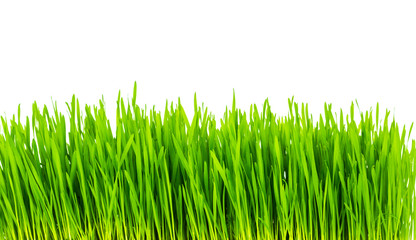 Fresh green wheat grass isolated on white background