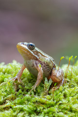 Pelophylax kl. esculentus