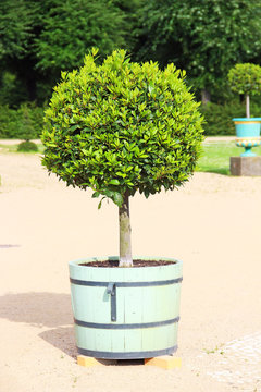 Small topiary tree in the pot