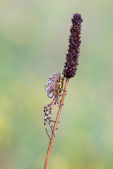 Argiope bruennichi