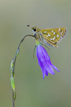 Silver-spotted Skipper,Hesperia comma