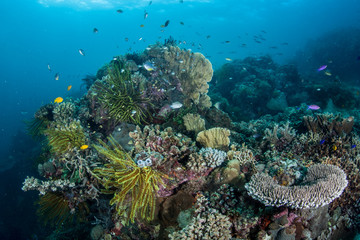 Naklejka na ściany i meble Diverse Coral Reef