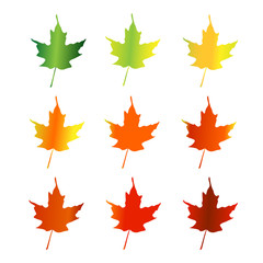Maple leaves in three seasons