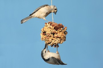 Birds On A Suet Feeder