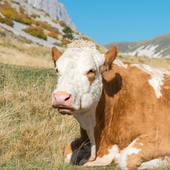 Fototapeta na wymiar Cow is resting on the plateau of Campo Imperatore, Abruzzo Italy