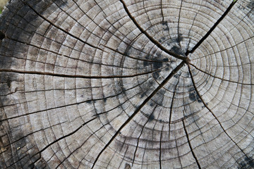 surface of tree cut