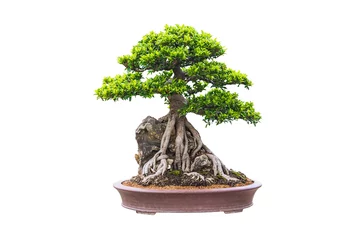  Bonsai © aireo