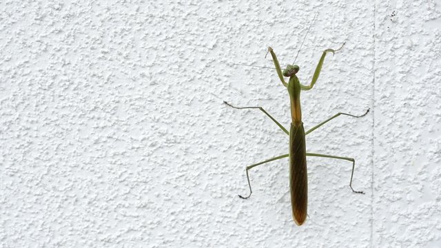 白壁のカマキリ
