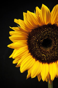 Beautiful yellow Sunflower on black background