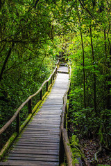 Fototapeta premium Wooden bridge in tropical rain forest