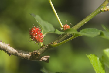 Young mulberry