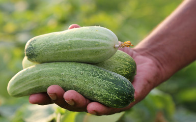 Close up of Fresh cucumber