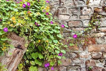 Stone Wall with Plants