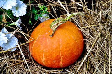 orange pumpkin